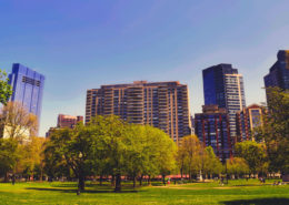 Daytime view of Boston Common showing buildings rising behind the park
