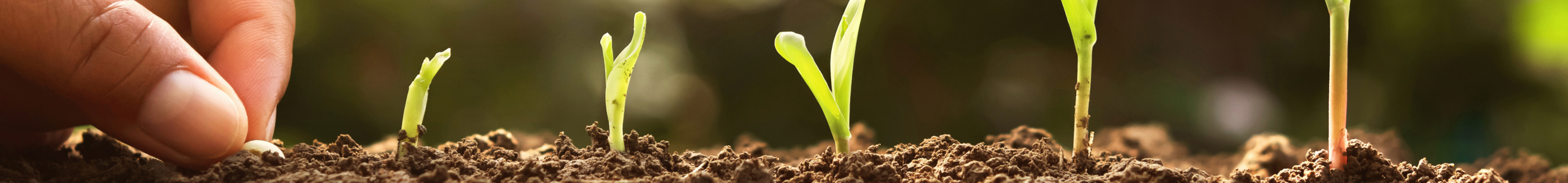 Concept image shows the growth of a plant from a hand planting a seed to its first leaves